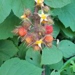 Rubus phoenicolasiusFruit