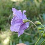 Solanum nudum Flower