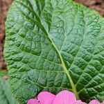 Primula vulgaris Foglia