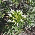Echium brevirame Cvijet