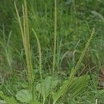 Plantago major Характер