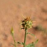 Centaurea ornata Fruit