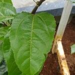 Passiflora edulis برگ