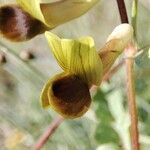 Vicia melanops Blomma