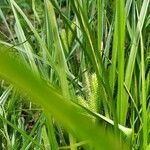 Carex lurida Blatt