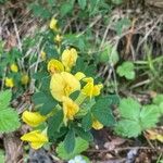 Chamaecytisus ratisbonensis Blüte