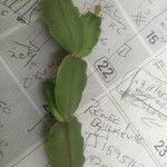 Schlumbergera bridgesii Fulla