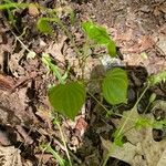 Dioscorea villosa Blatt