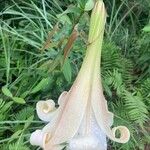 Lilium regale Kvet