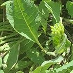 Coincya richeri 葉