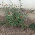 Asclepias curassavica Fruit