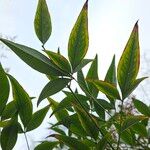 Nandina domestica Fuelha