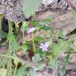 Campanula erinus Flower