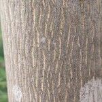 Carya glabra Kora