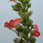 Kohleria tubiflora Fleur