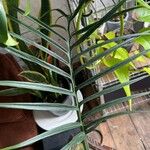 Philodendron tortum Lapas