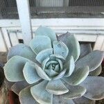 Echeveria lilacina Lapas