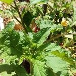 Nicandra physalodes Blatt