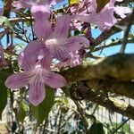 Bignonia callistegioides Λουλούδι