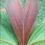 Phoenicophorium borsigianum Leaf