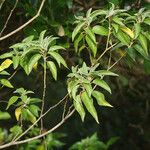 Croton flavens Other