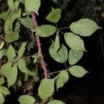 Rubus questieri その他の提案