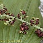 Veratrum nigrum 果実