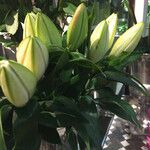 Lilium candidum その他の提案