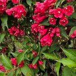 Weigela hortensis Агульны выгляд