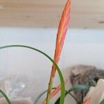 Tillandsia bulbosa Floare