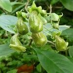 Cobaea scandens Blüte