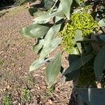 Acacia cowleana Blatt