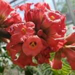 Brachychiton acerifolius Blüte