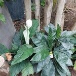 Spathiphyllum cannifolium Levél