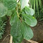 Plumeria obtusa Leaf