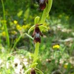 Ophrys insectifera Fula