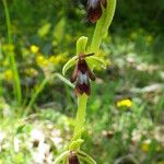 Ophrys insectifera Цвят