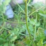 Sisymbrium erysimoides Fruit