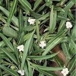 Eremophila debilis Leaf