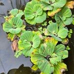 Pistia stratiotes叶