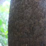 Clinosperma macrocarpa Bark