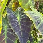 Colocasia esculenta Folla