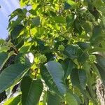Camptotheca acuminata Blatt