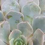 Echeveria derenbergii Foglia