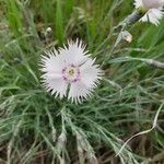 Dianthus plumariusBlüte