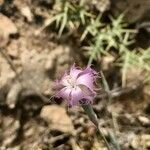 Dianthus austroiranicus Kukka