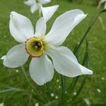 Narcissus poeticus Flower