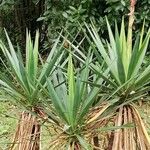 Yucca filamentosaLeaf