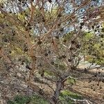 Eucalyptus lehmannii Bark