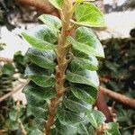 Hedera colchica Corteza